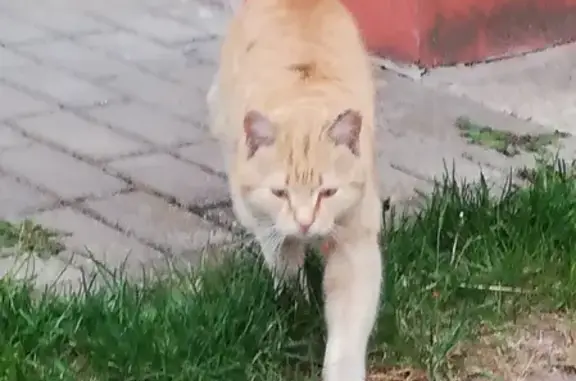 Найдена кошка на ул. Ленина 57, Волковыск, Беларусь
