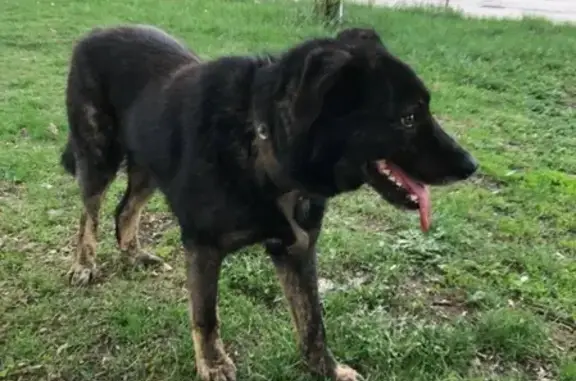Найден чёрный пёс в Алпатьево, Московская обл.