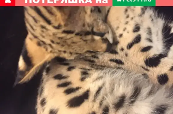 Кошка Сервал найдена на пр. Шаумяна в СПб