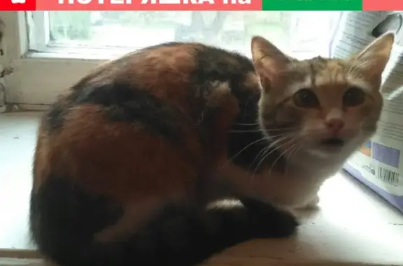 Найдена кошка, Ярославль, фото: Найдена кошка на Республиканской, 58/22 в Ярославле