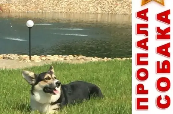 Собаки потеряшки, Москва, фото: Потеряшка черно-белый корги на Беговой улице в Москве