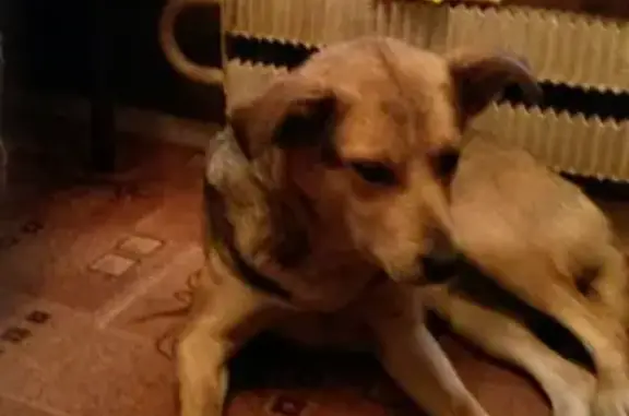 Собаки потеряшки, Москва, фото: Потеряшка собака Рада на 11-й Парковой улице, д.57!