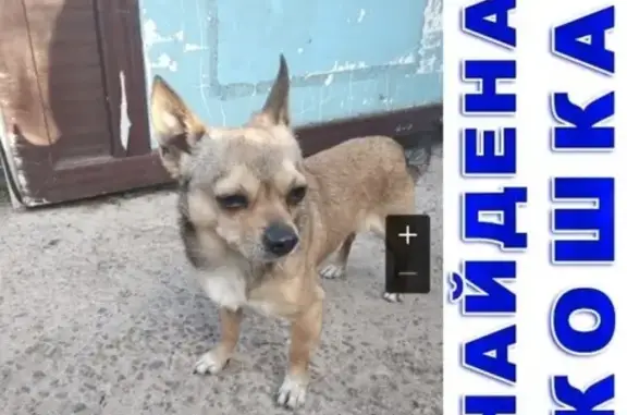 Найдена собака в Павловском-Посаде!