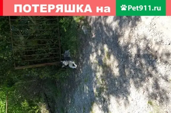 Собака на Новой Мацесте, возможно лайка-хаски