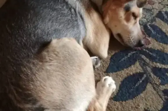 Собаки потеряшки, Москва, фото: Потеряшка собака Рада на 11-й Парковой, Москва