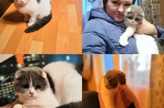 Кошки потеряшки, Смоленск, фото: Потеряшка кошка в Красном бору, адрес: Красный Бор д 4/287