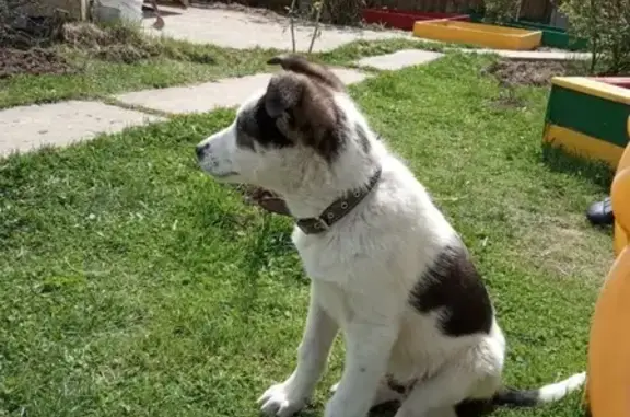Найден бело-черный щенок в Вороново
