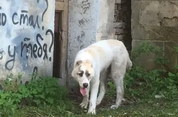 Найдена потерявшаяся собака в Семилуках