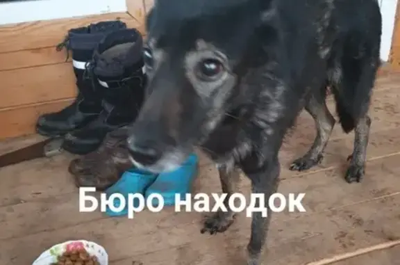 Найдена собака в районе Васьково, Архангельск