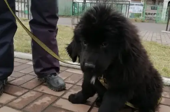 Пропала собака в посёлках Слизнево, Овсянка и Молодежный