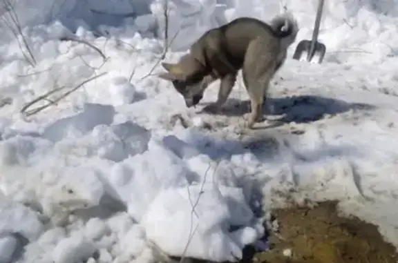 Найдена собака в Муравленко, Ямало-Ненецкий АО