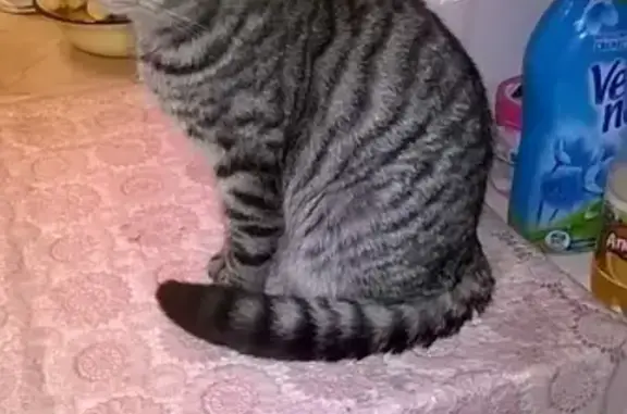 Кошки потеряшки, Светлое Поле, фото: Потеряшка кот в поселке Светлое Поле: нужна помощь!