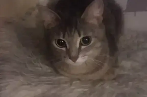 Потерянные животные Курган, фото: Пропала кошка в Кургане, заозерном, 6 мая