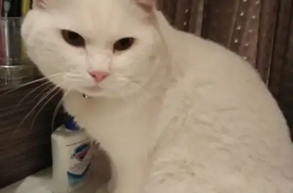 Кошки потеряшки, Москва, фото: Потеряшка кошка в Москве, ул. Новая 27