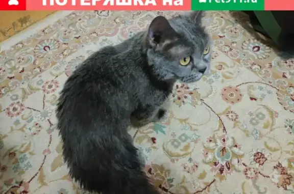 Найдена кошка на ул. Софьи Ковалевской 12к3