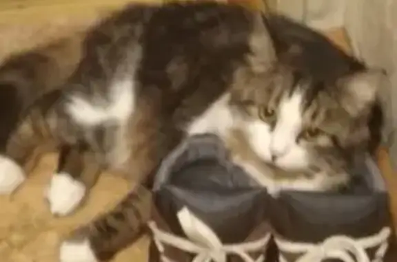 Кошки потеряшки, Ижевск, фото: Потеряшка кошка Леська на водной станции ИжГТУ, ищем!