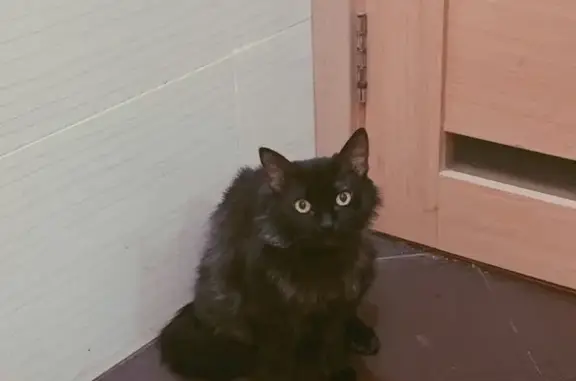 Пропала чёрная пушистая кошка в Павловском Посаде