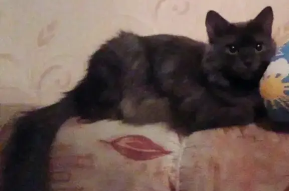 Кошки потеряшки, Пашковский сельсовет, фото: Потеряшка кошка Маркиза в селе Глебово, Курской области