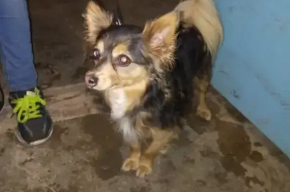 Найдена собака в Ермаково с ошейником