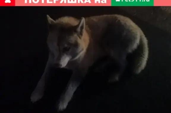 Найдена собака у ЖД станции Купавна!