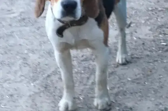 Найдена собака в деревне Войново, ищем хозяина