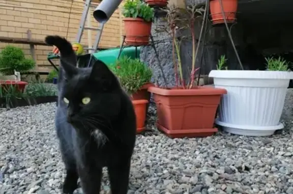 Пропала черная кошка Диско в Ставрополе, садовое товарищество Импульс.