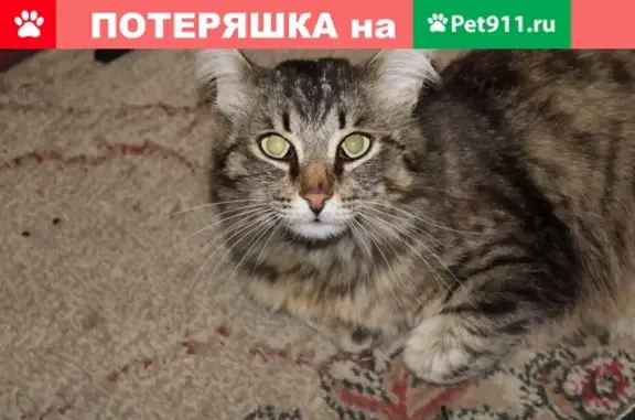 Пропала кошка на ул. Ленина, 37 в Шадринске