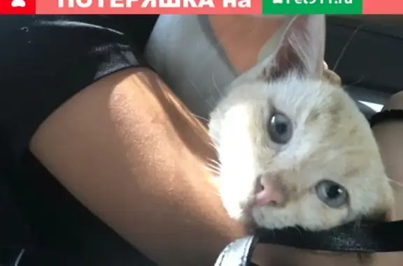 Найден истощенный кот на Скорбящем кладбище в Рязани