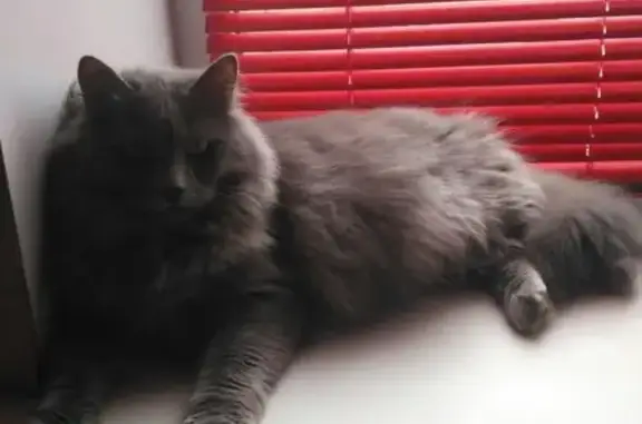 Пропала кошка в Магнитогорске с серым ошейником