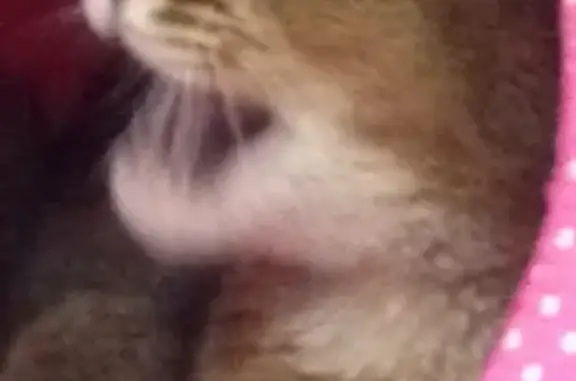 Найдена абиссинская кошка в Красногорске