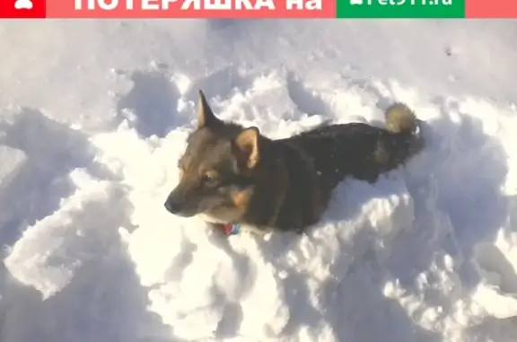 Собаки потеряшки, Подновье, фото: Потеряшка собака в районе Подновья, Нижний Новгород