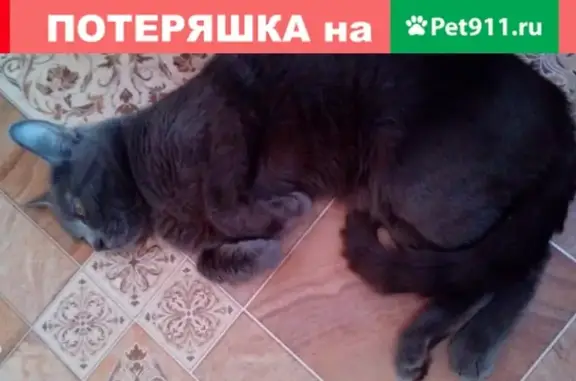 Кошки потеряшки, садоводческое товарищество Рассвет, фото: Потеряшка кот Жора в районе Гагарина 22, Рефтинский округ.