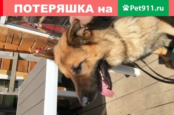 Найденные животные Москва, фото: Найдена овчарка без ошейника в Солнечногорске
