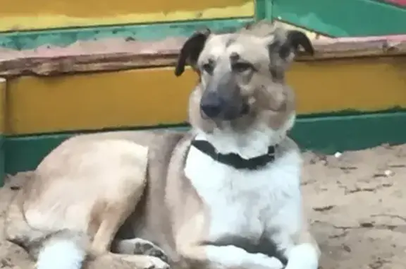 Найдена собака в районе метро Октябрьского поля, Москва