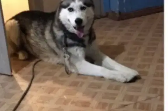 Собаки потеряшки, Андра, фото: Потеряшка собака Ваня в п.Андра, октябрьский район, ХМАО