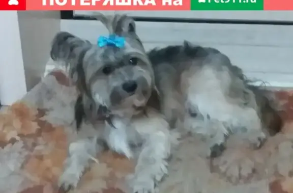 Собака найдена в Ижевске на ж/д вокзале, 3 года.