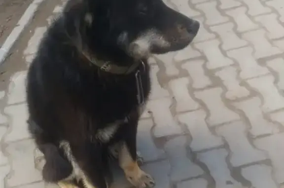 Найдена собака в Якутске с карабином в ошейнике