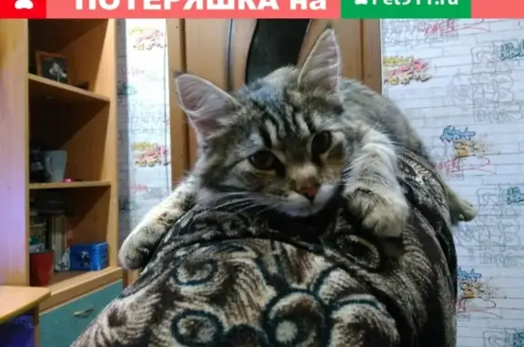 Пропала кошка Маша на ул. Преображенского