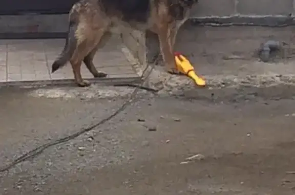 Собаки потеряшки, Межозёрный, фото: Потеряшка немецкая овчарка Мухтар в поселке Межозёрный. Помогите найти!