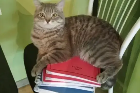 Кошки потеряшки, Чаны, фото: Потеряшка кот на ул. Чехова, Чаны, Новосибирская обл.