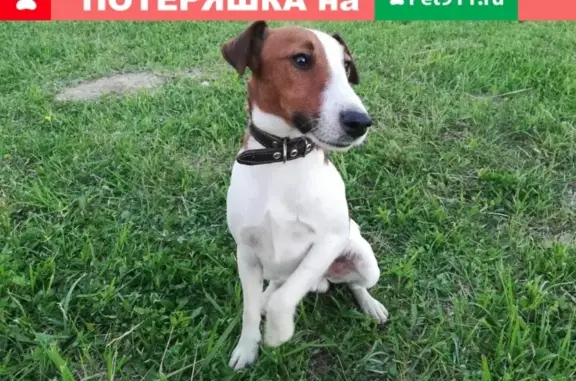 Собаки потеряшки, село Лопатино, фото: Потеряшка собака в Тарусском районе!