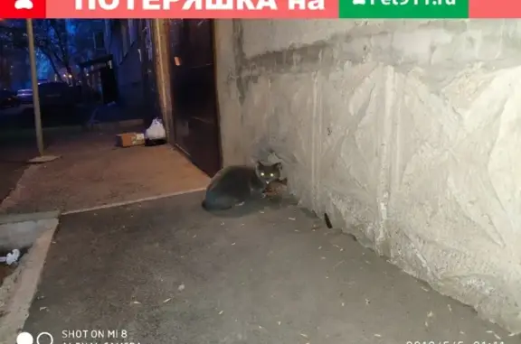 Найдена кошка на ул. Воронова, Красноярск