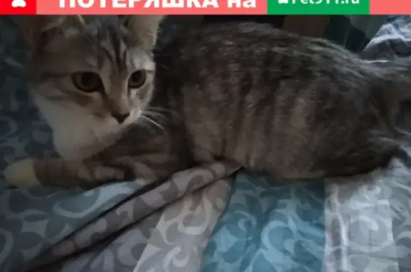 Пропала кошка в Тобольске, район Нагорной 3