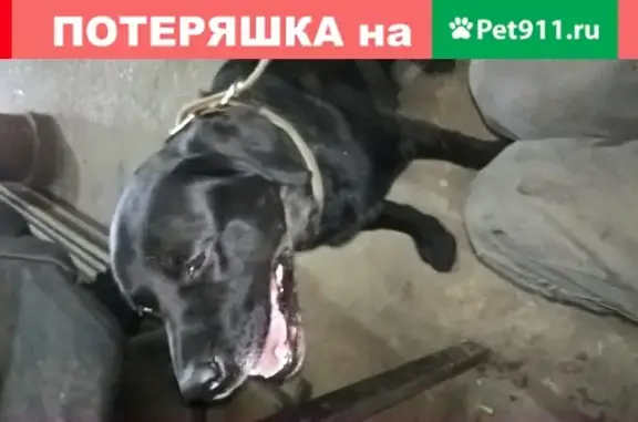 Найдена собака с номером в Йошкар-Оле