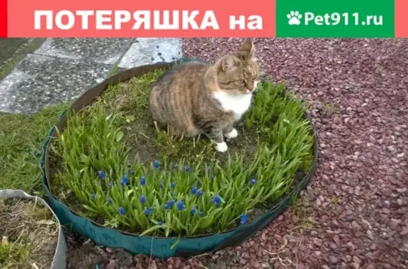 Пропала кошка в Петрозаводске, район Соломенное - помогите найти!
