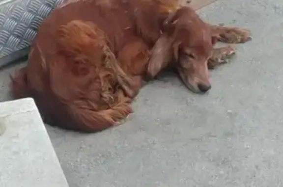 Потерянная собака на ул. Ямская 86 в Тюмени