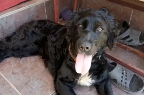 Потеряшка собака найдена в Оренбурге