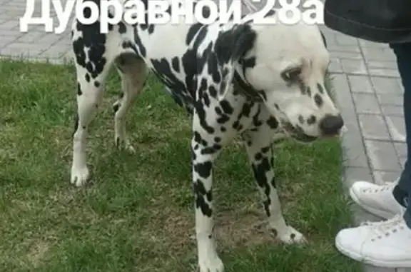 Найдена собака на ул. Дубравная 28а-28б в Казани