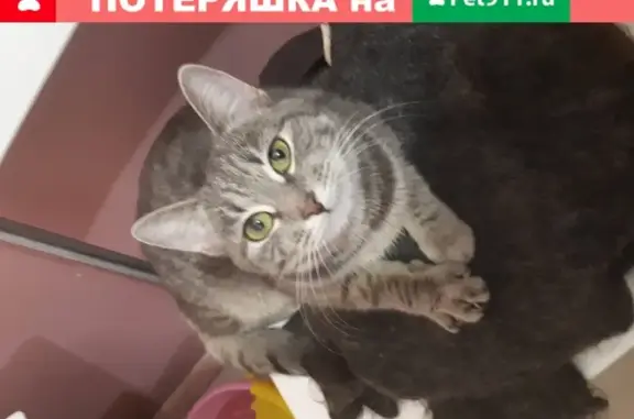 Пропала кошка Лунка на ул. Годовикова, Череповец