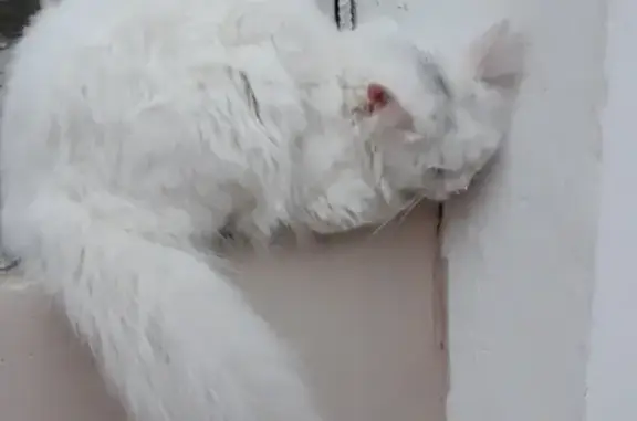 Найдена белая кошка (Химмаш, Екатеринбург)
